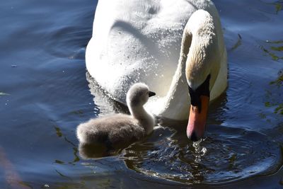 Close-up of swan swimming in lake