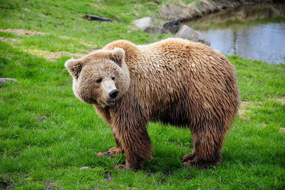 Brown bear in front of lake