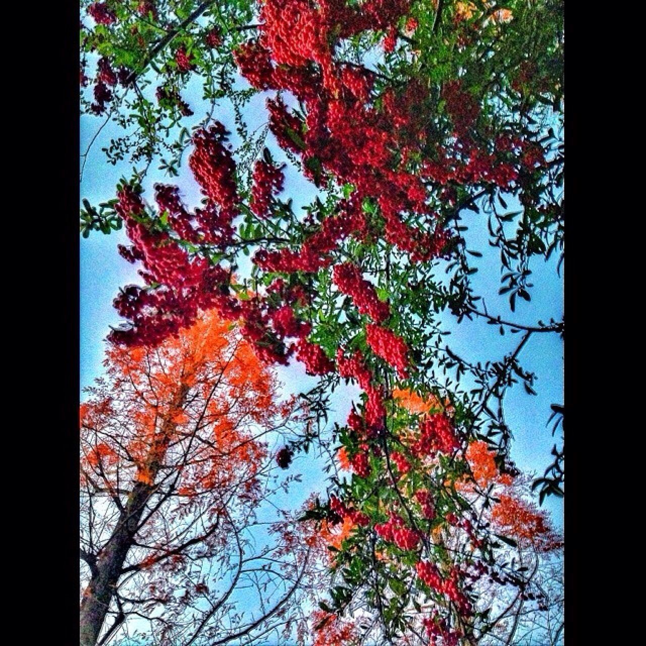 tree, autumn, branch, change, season, low angle view, leaf, growth, nature, red, auto post production filter, beauty in nature, transfer print, orange color, tranquility, clear sky, day, no people, outdoors, maple leaf