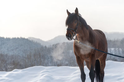 Horse on snowy field against sky