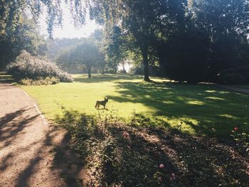 Dog by flower trees against sky