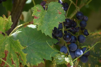 Close-up of grapes growing in vineyard