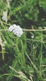 Close-up of white flowers