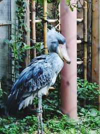 Bird perching on a tree