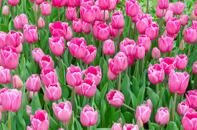 Close-up of pink tulips