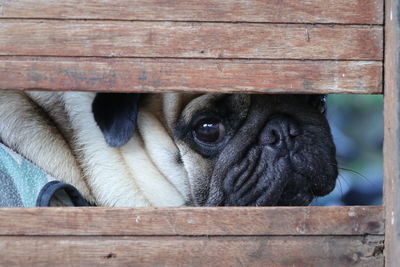 Close-up portrait of a dog