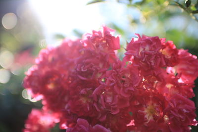 Close-up of pink flowers blooming outdoors