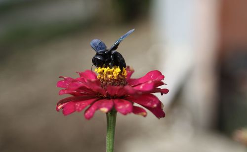 Close-up of insect on pink flower