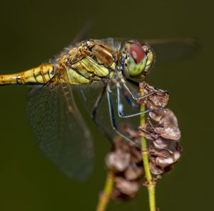 Close-up of insect on plant