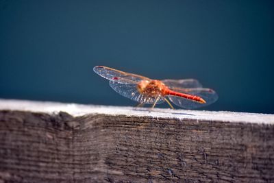 Close-up of dragonfly on wood