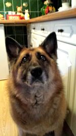 Close-up portrait of dog