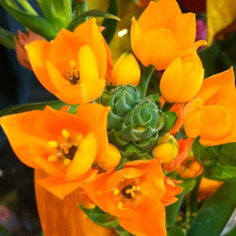 flower, petal, freshness, fragility, flower head, growth, beauty in nature, yellow, orange color, close-up, plant, tulip, nature, blooming, focus on foreground, in bloom, no people, day, bud, red