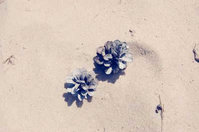 High angle view of flower on sand