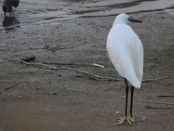 White heron perching on shore