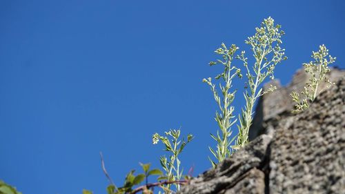 Low angle view of plant against clear blue sky
