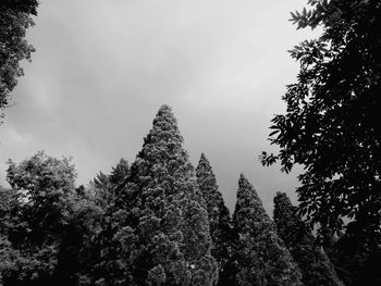 Low angle view of trees in forest against sky