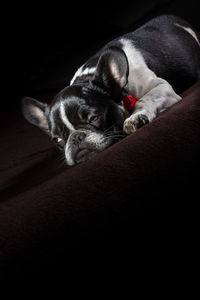 A cute black and white french bulldog dog head portrait with cute expression in the wrinkled face.