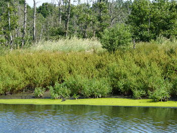 Scenic view of lake in forest