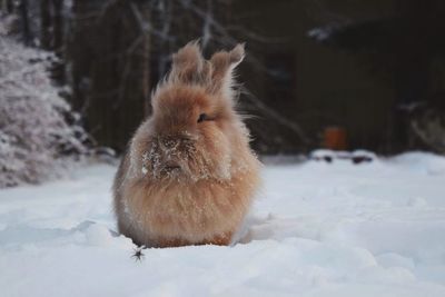 Portrait of sheep on snow field