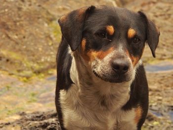 Close-up portrait of a dog on field