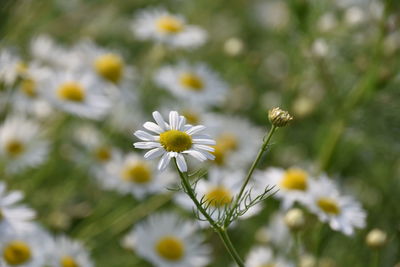Close-up of white daisy flowers