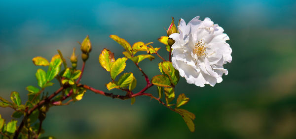 Close-up of white flowering plant