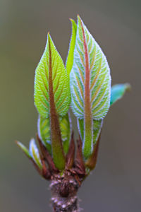 Close-up of plant