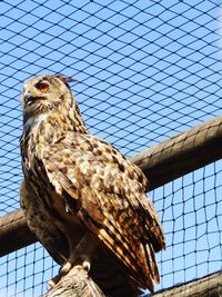 Perched owl in captivity