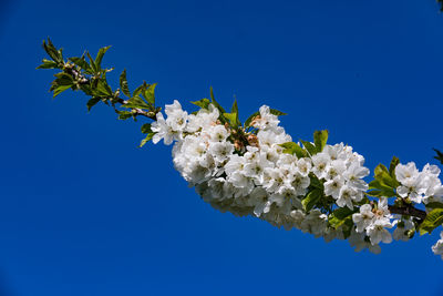 Low angle view of cherry blossom tree against clear blue sky