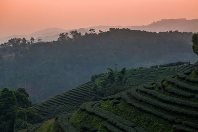 Scenic view of agricultural field against sky during sunset