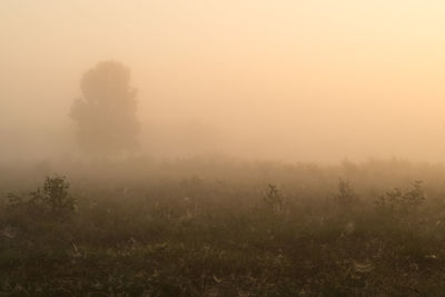 Scenic view of field in foggy weather
