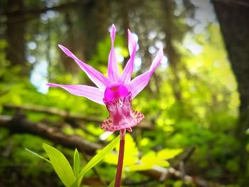 Close-up of flower blooming outdoors