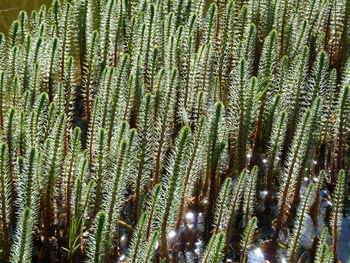 Low angle view of tree