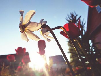 Close-up of flowers blooming against sky