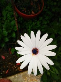 Close-up of white flower