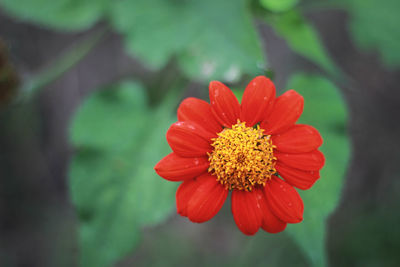Close-up of red flower