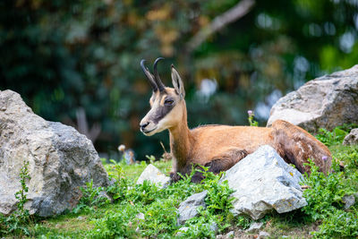 Deer on rock