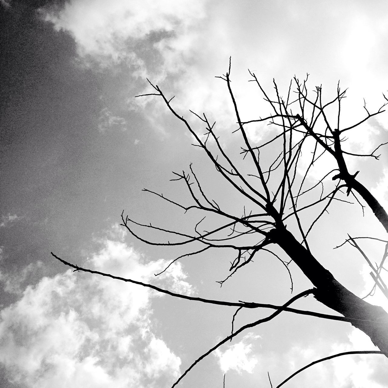 low angle view, sky, bare tree, cloud - sky, branch, tree, cloud, cloudy, nature, tranquility, bird, day, outdoors, silhouette, no people, beauty in nature, dead plant, twig, scenics, animal themes