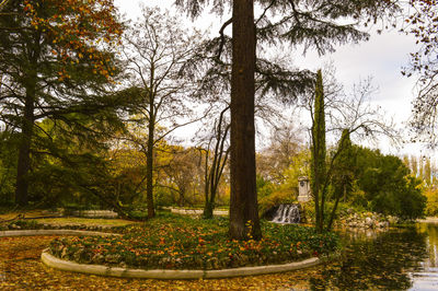 Trees in park