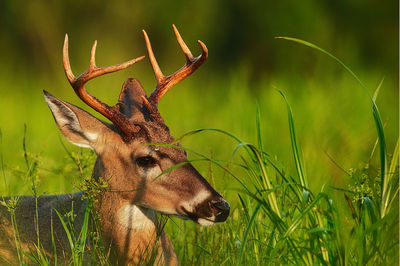 Close-up of deer on field