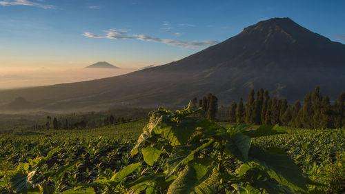 Scenic view of vineyard against sky during sunset