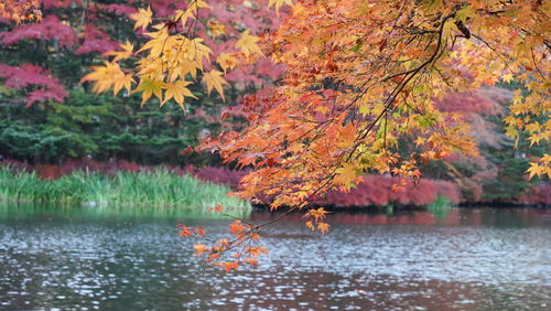 Autumn trees over lake at park