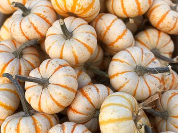 Full frame shot of pumpkins