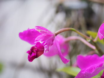 Close-up of pink flowers blooming outdoors