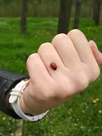 Close-up of person hand on grass