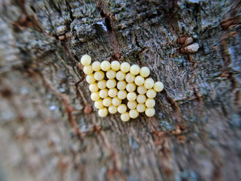 High angle view of vegetables on tree trunk