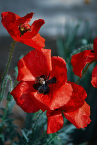 Close-up of honey bee on red flowering plant