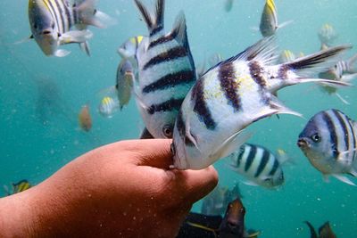 Close-up of hand feeding fish in aquarium