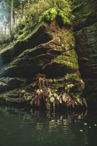 Plants growing on rock by lake in forest