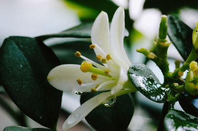 Close-up of flower blooming outdoors
